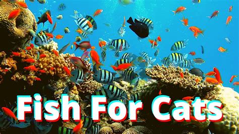 Fish for Cats .